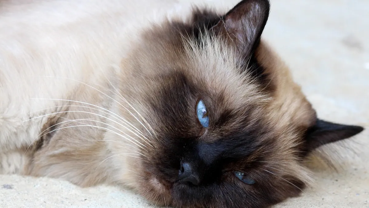 Cat Lethargic After Flea Treatment or Vet Visit
