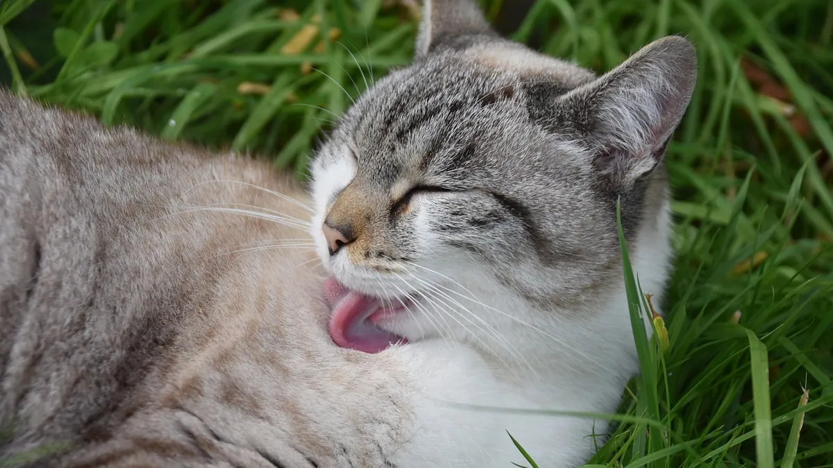 Cat Licked Flea Medicine: What to Do Right Now