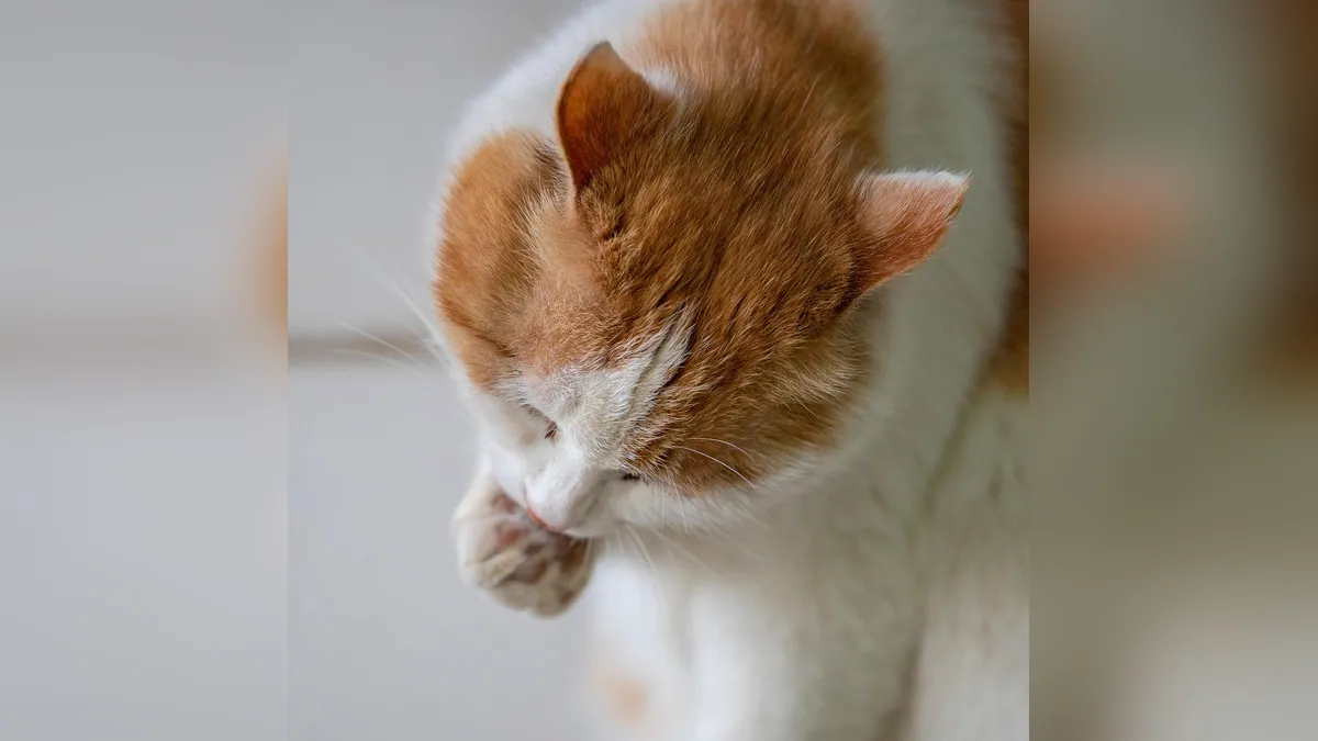 Is It Normal for Cats to Lick Themselves a Lot?