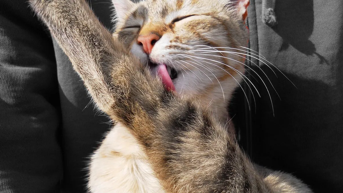 What If My Cat Licks NexGard? Safety and Risks