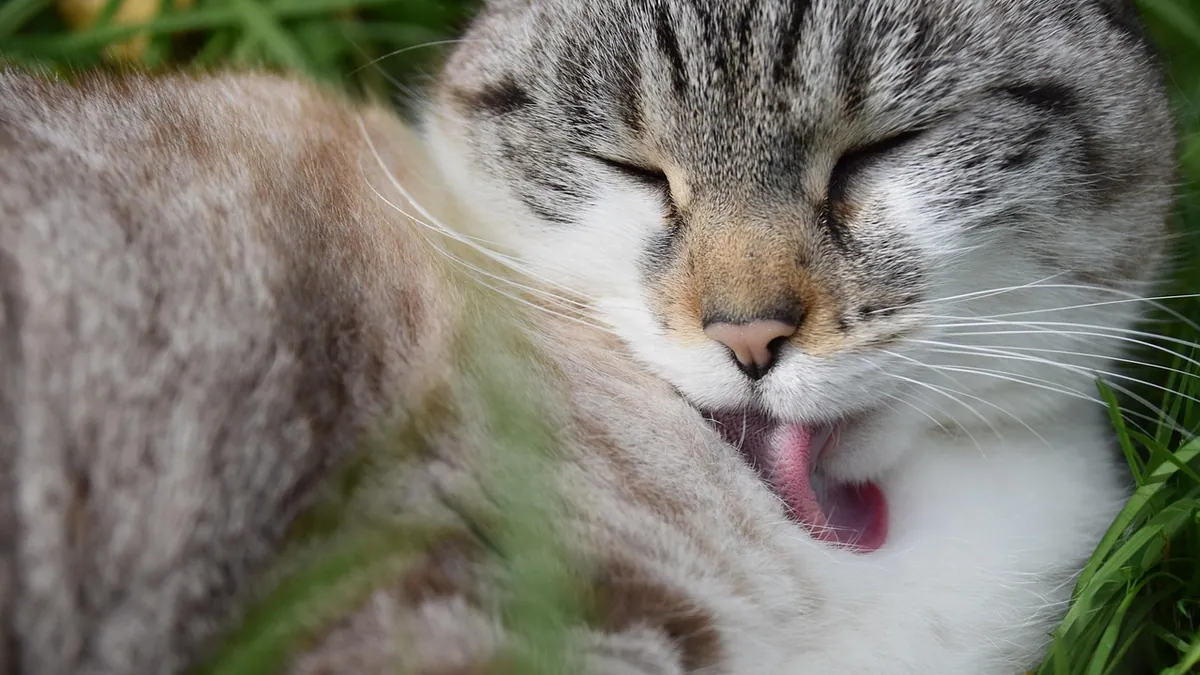 Is Revolution Safe If My Cat Licks It?