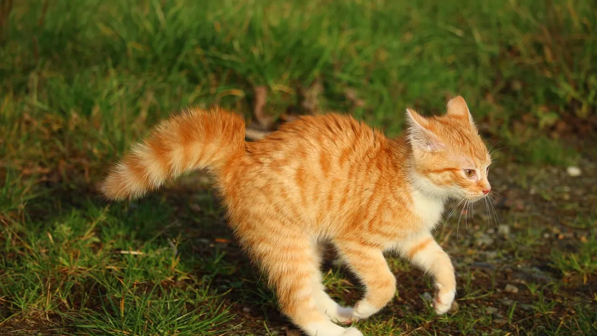 Cat Limping With Fever or Diarrhea: Red Flags