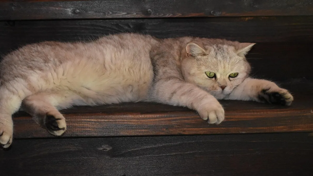Home Treatment for a Limping Cat: What's Safe
