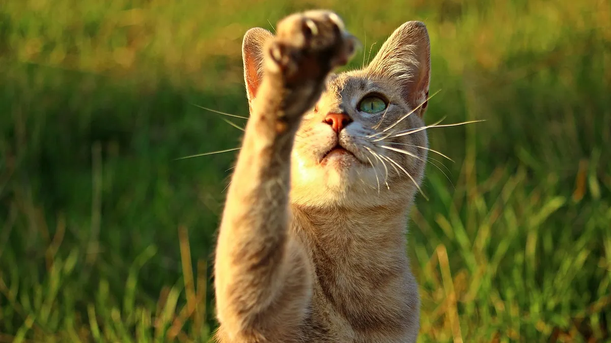 Cat Limping With a Normal X-Ray: What Next?