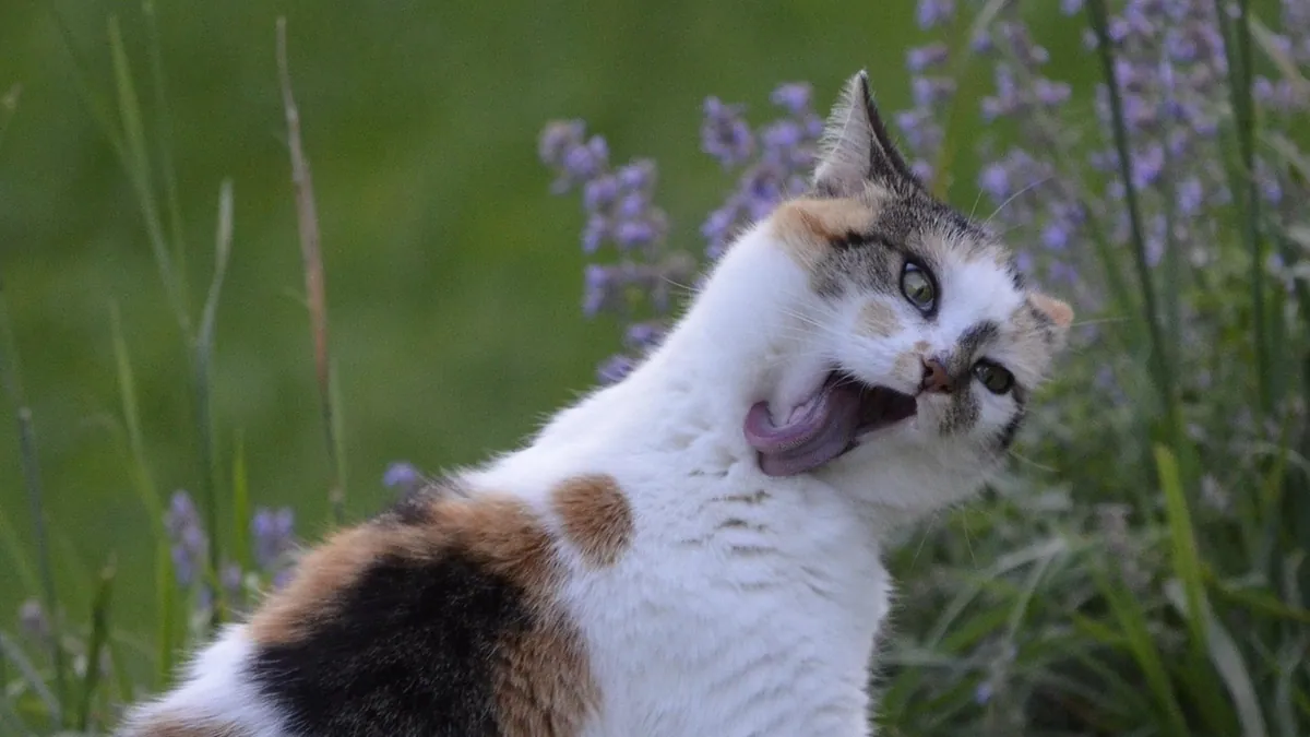 Why Does My Cat Use the Litter Box Right After I Clean It?
