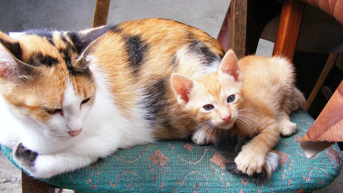 Can Cats Have Just One Kitten? Litter Size Explained
