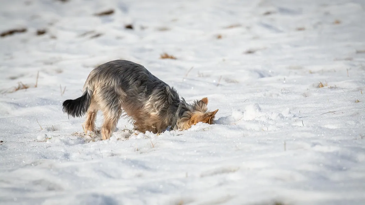 Is Cat Litter Toxic to Dogs? Silica Gel and Clumping Risks