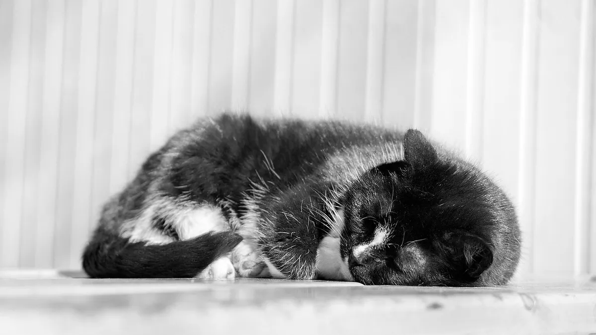 Cat Losing Bladder or Bowel Control: Causes and Urgency