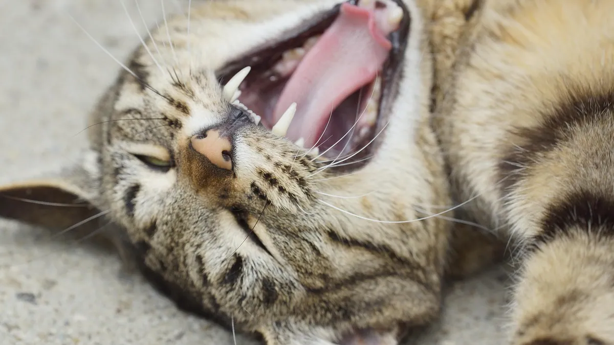 Why Is My Cat Losing a Canine Tooth? Causes and Next Steps