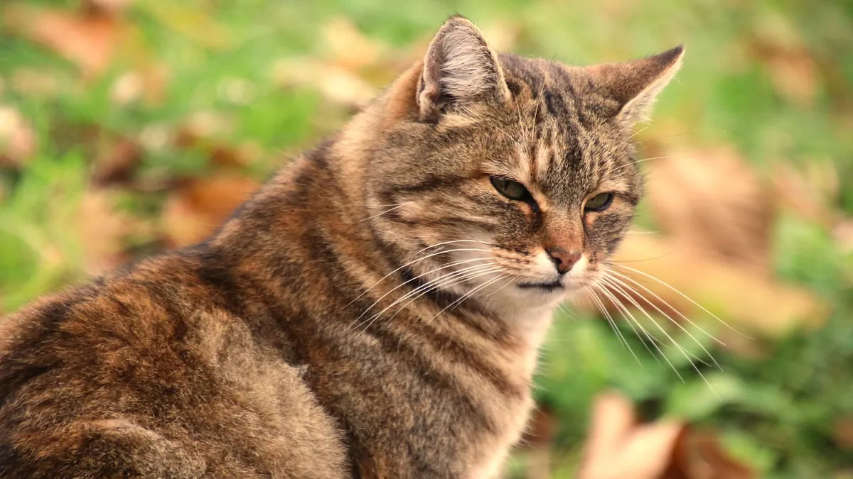 Cat Losing Fur on Ears and Neck: Causes and Fixes