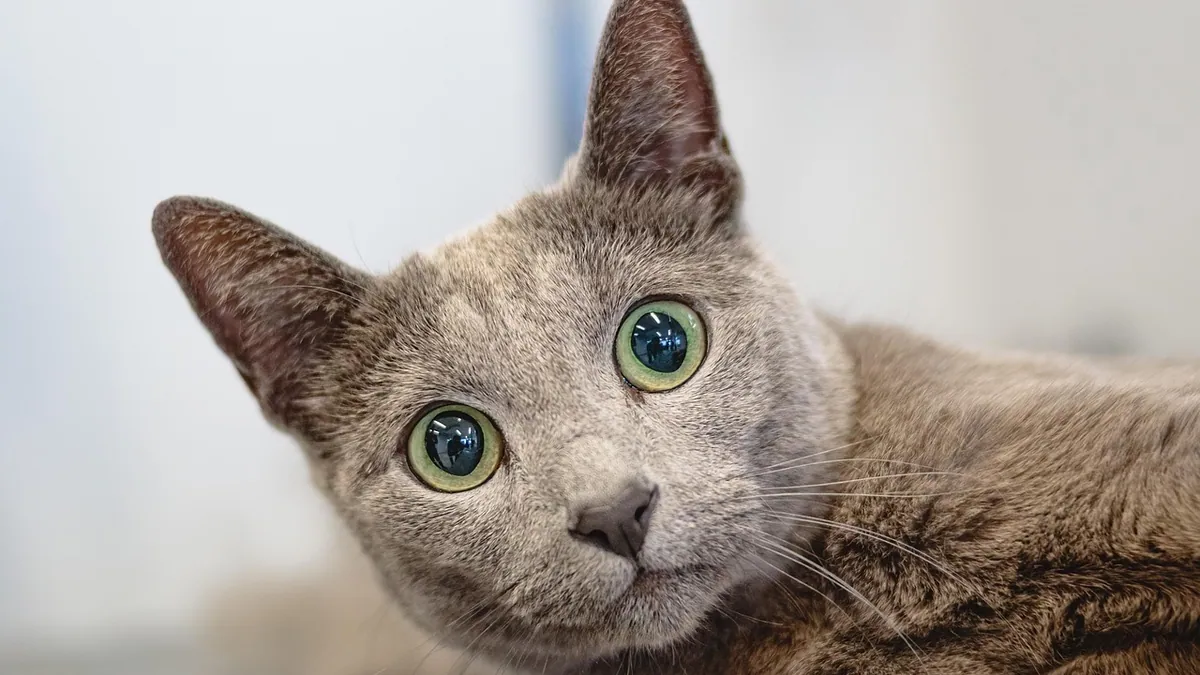 Cat Losing Fur and Skin Color: Causes to Know