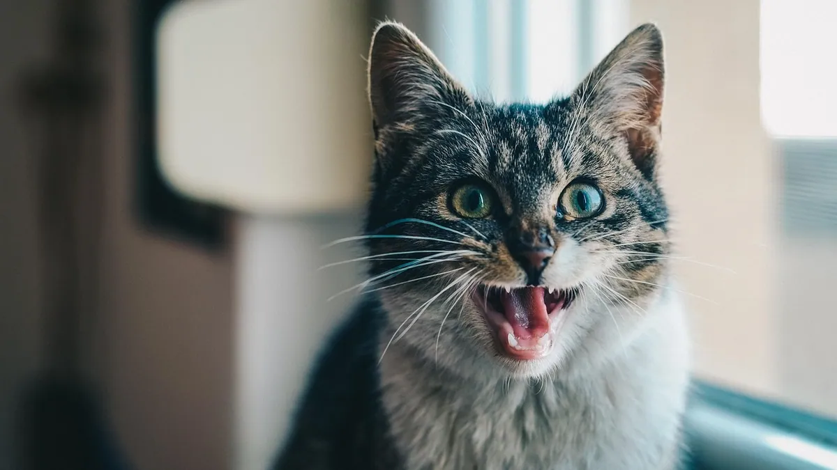 Cat Losing Its Meow: Why a Cat Goes Silent