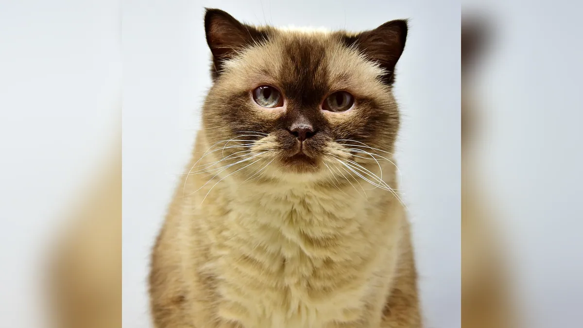 Cat Losing Muscle Mass and Weight: Causes to Check