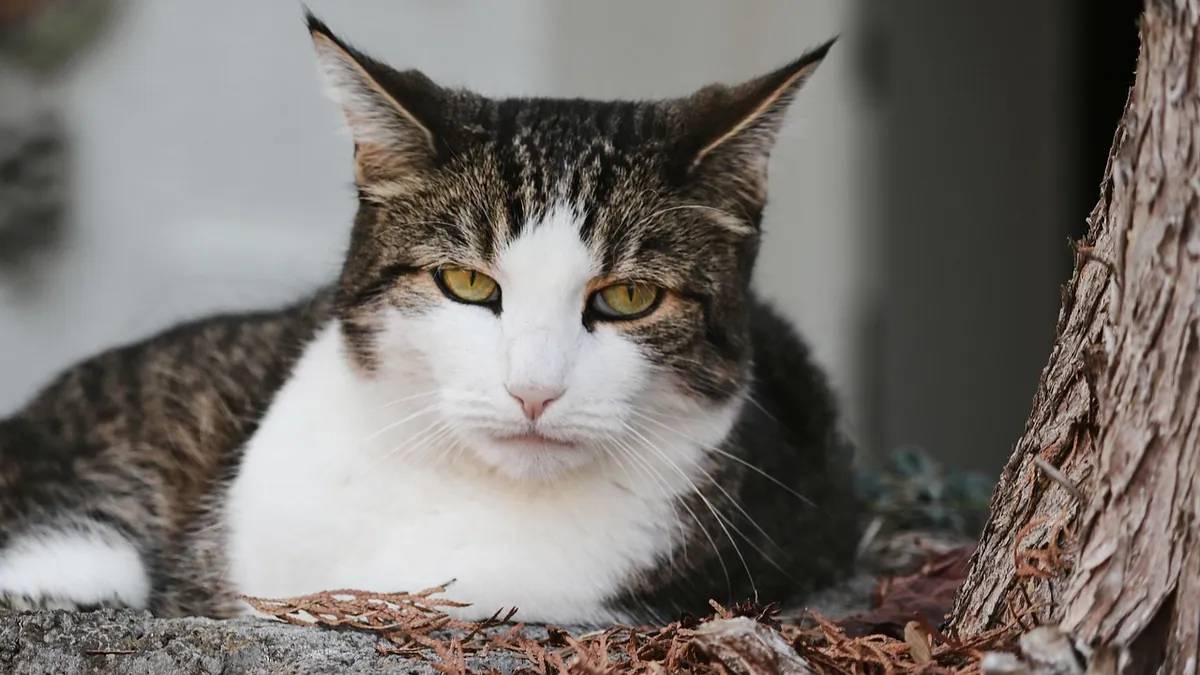 Cat Losing Sense of Smell: Causes and What It Means