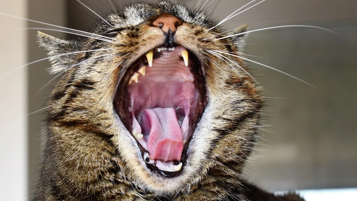 Why Is My Cat Losing Teeth? Causes by Age