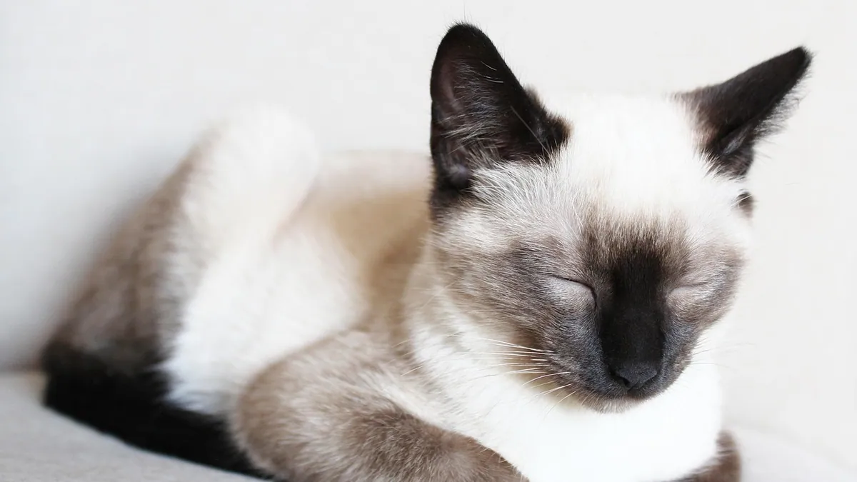 Cat Lump That Disappeared: What It Means