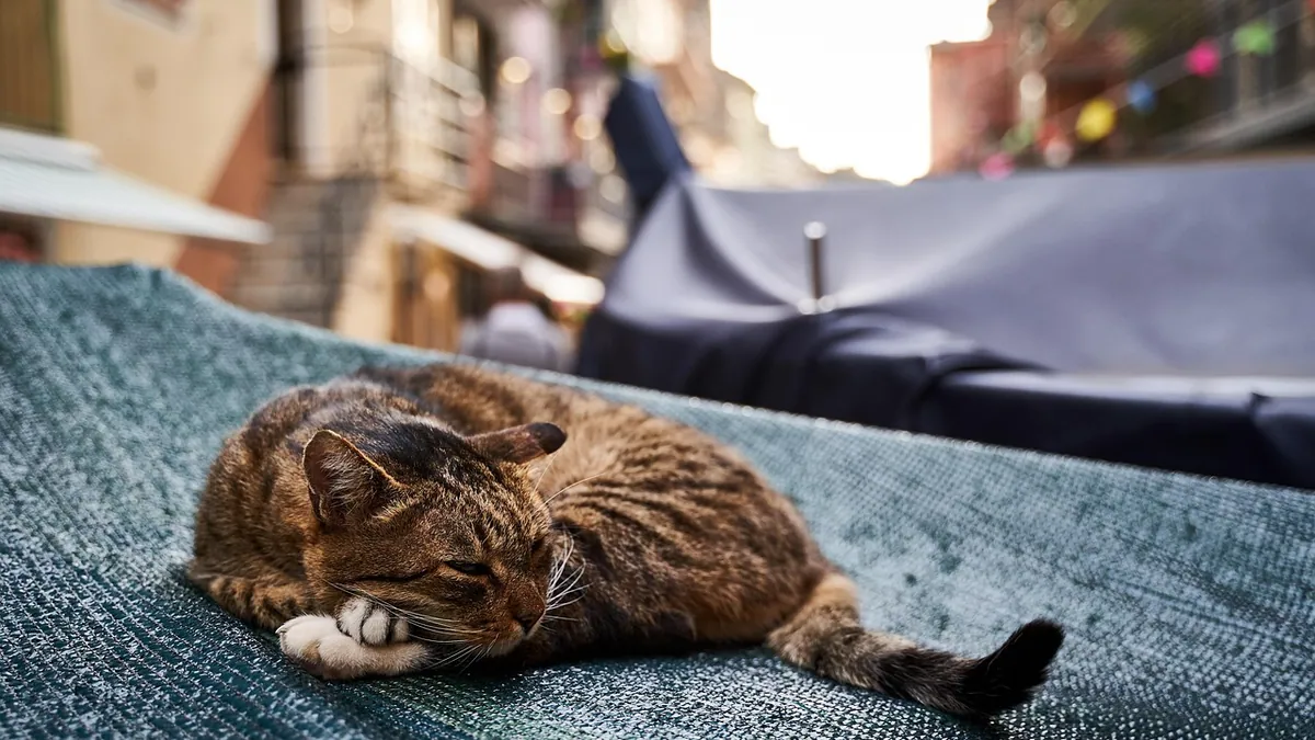 Lump on a Cat's Belly or Side: Causes and Next Steps