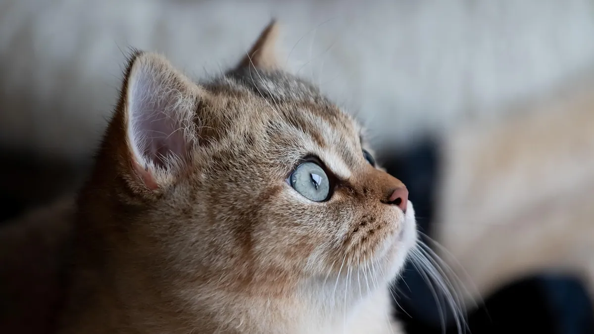 Lump or Cyst on a Cat's Eyelid: What to Do