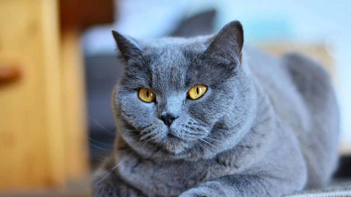 Lump on Your Cat's Leg or Foot: What It Could Be