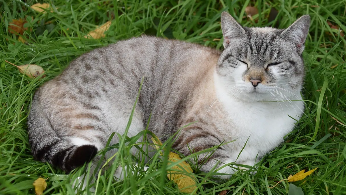 Lump in a Cat's Primordial Pouch: Causes