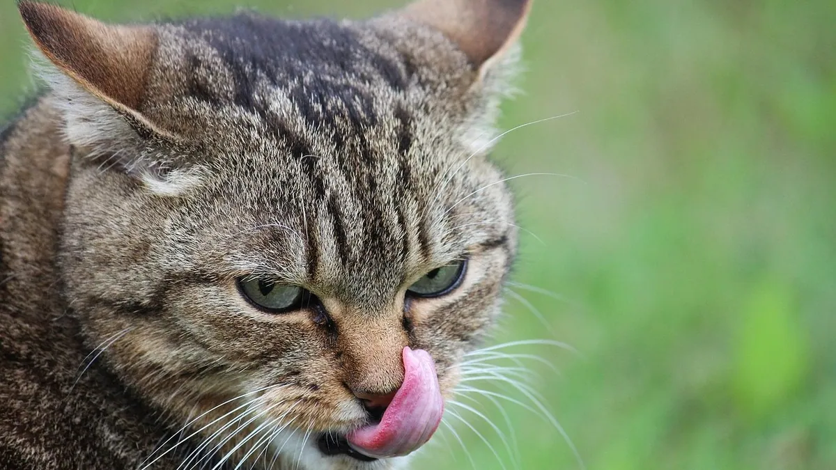 Lump on a Cat's Tongue or in the Mouth: What to Do