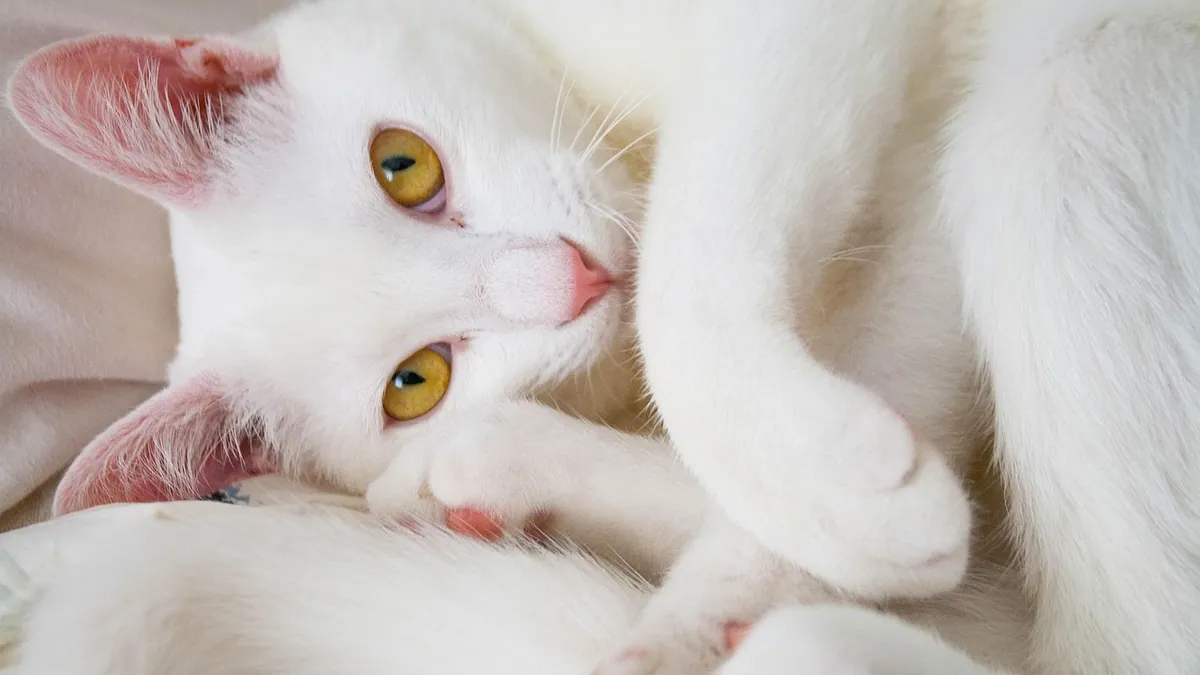 Lump Under a Cat's Skin That Moves: What It Means