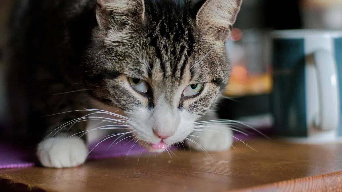 Diet and Treatment for Miliary Dermatitis in Cats