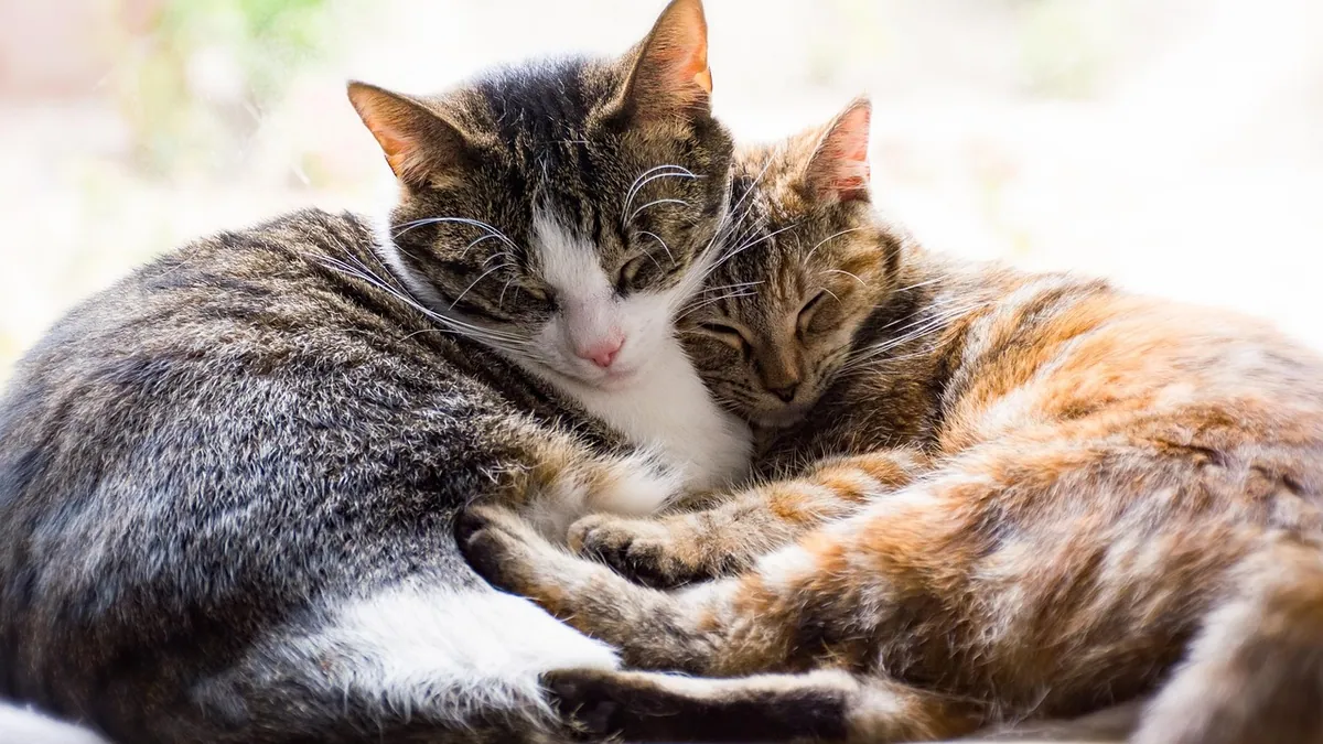 Why Do Cats Miscarry? Causes of Pregnancy Loss in Cats
