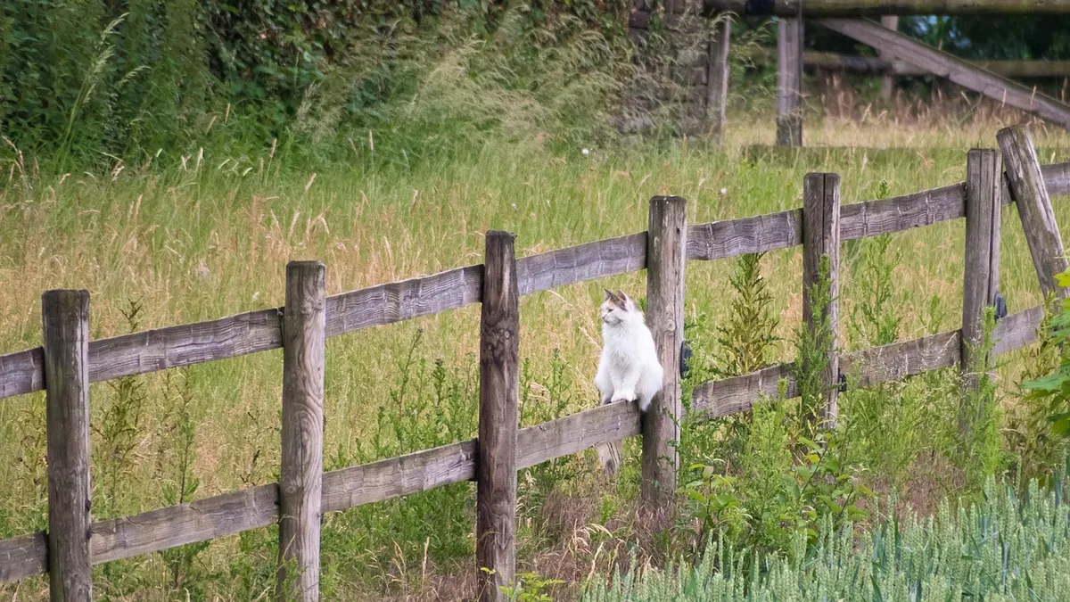 Cat Missing: What to Do to Find Your Lost Cat