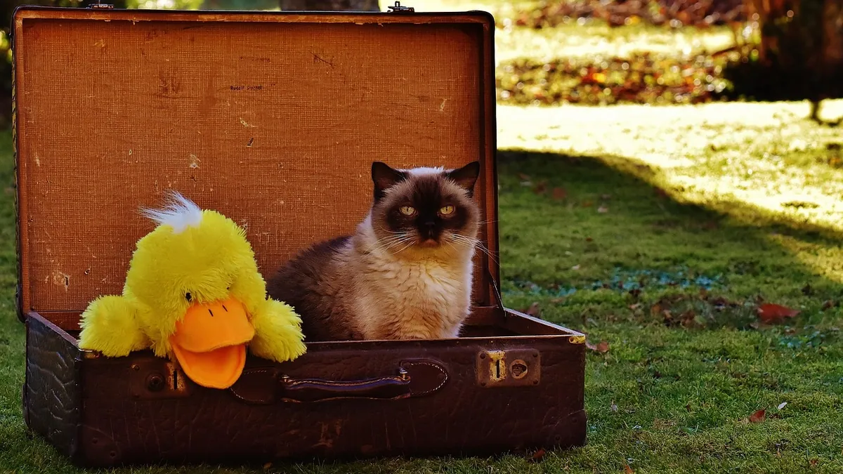 Cat Motion Sickness: Causes, Signs, and How to Help