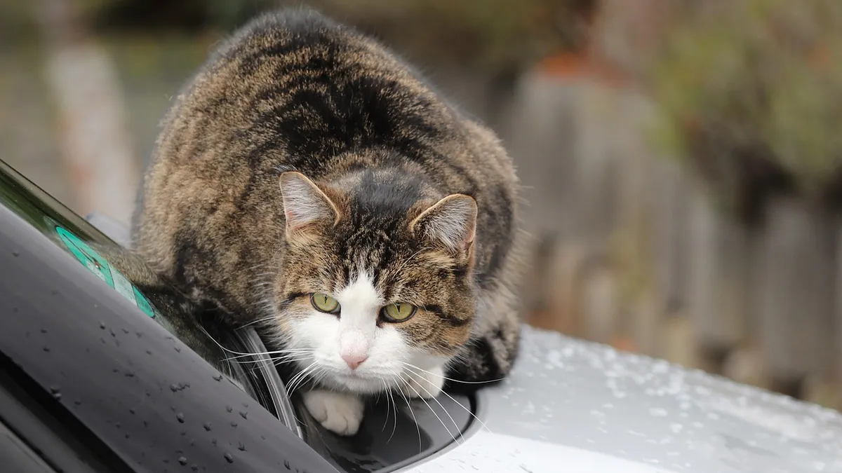 Cat Motion Sickness Tablets: Safe Options for Travel
