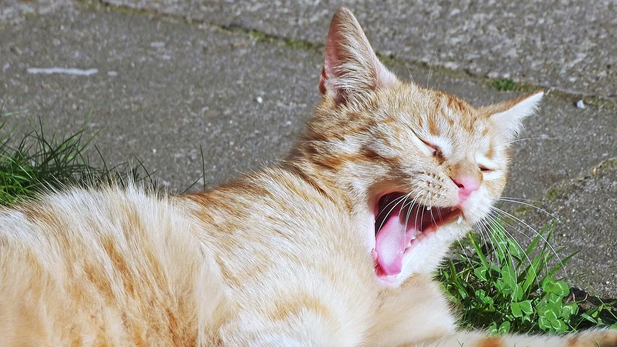 Cat Breathing Through Mouth and Sneezing: Causes