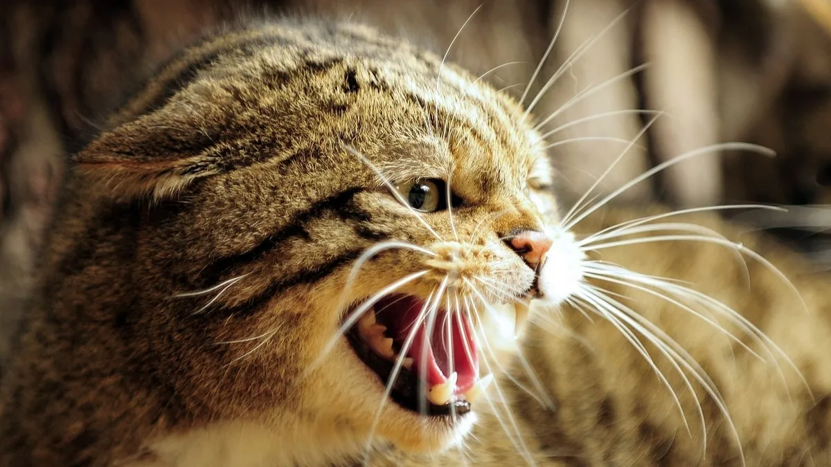 Mouth Cancer and Ulcers in Cats: Causes and Signs