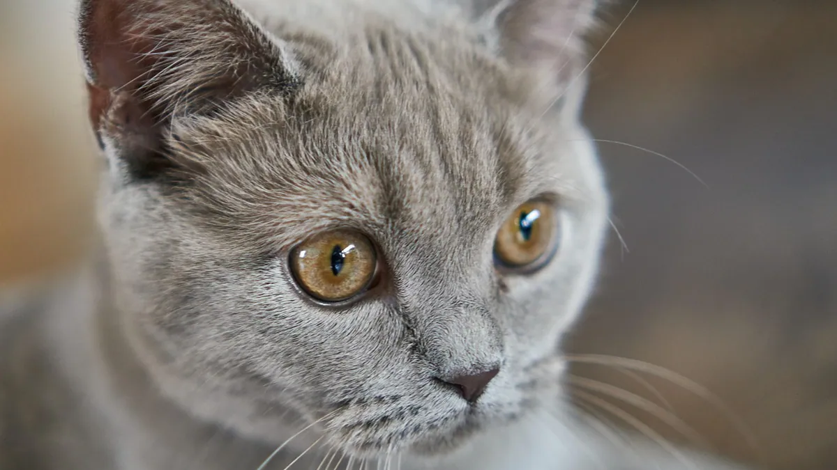 Lumps and Cysts on a Cat's Mouth, Jaw, and Face