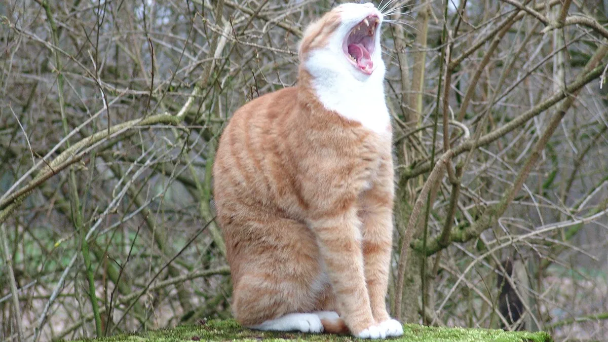 Tumors on a Cat's Mouth, Jaw, or Tongue: What to Do