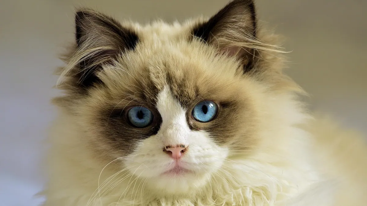 Cat Mucus: What It Means and How to Help