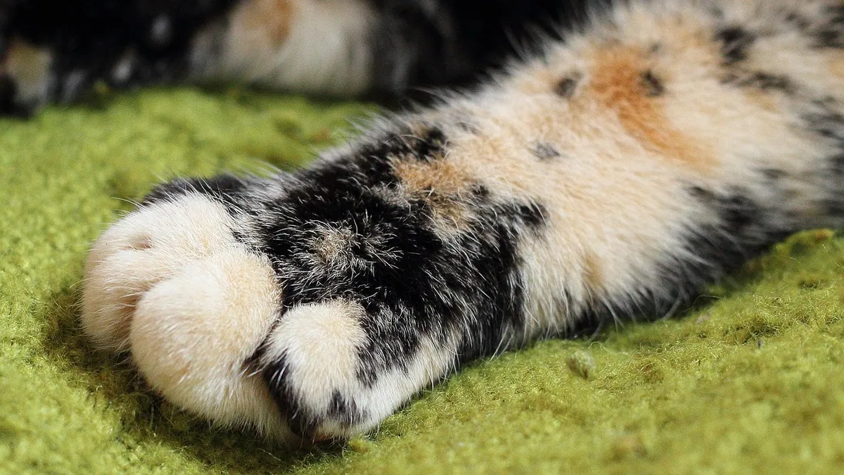 Cat Nail Cut Too Short: Stopping the Bleeding Safely