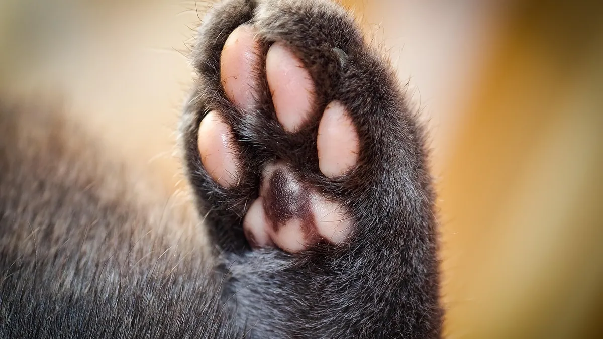 Cat Nail Infection and Ingrown Nails: Treatment Steps
