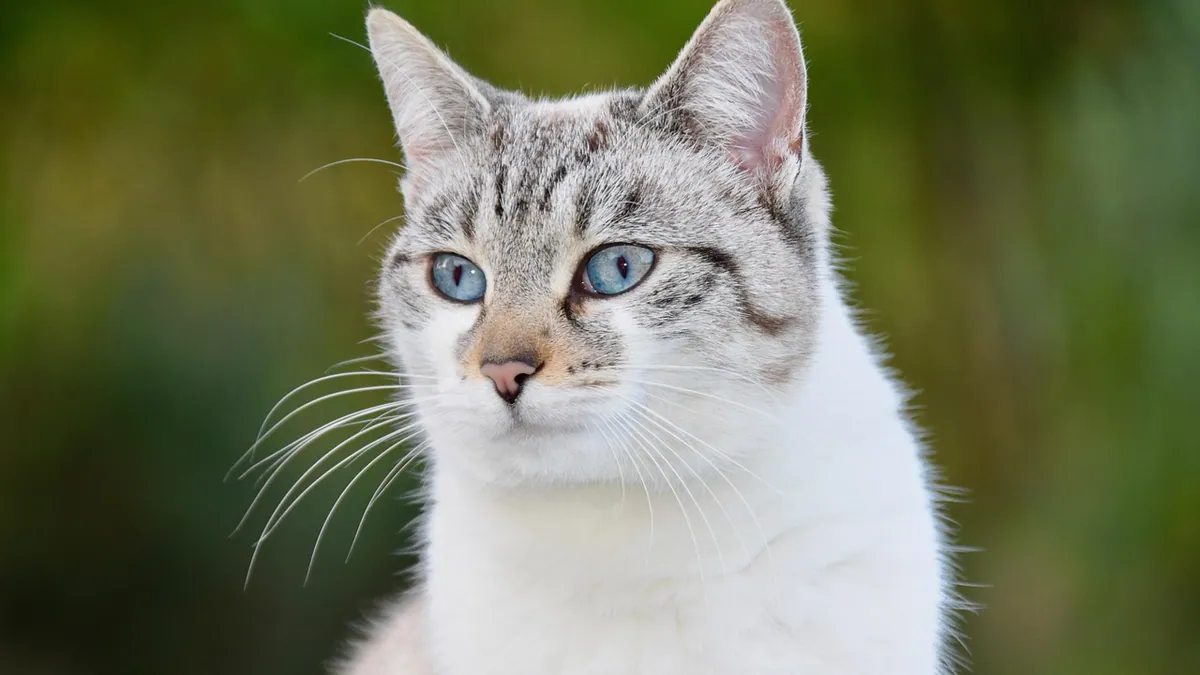 Cat Nasal Congestion: Safe Home Care and Remedies