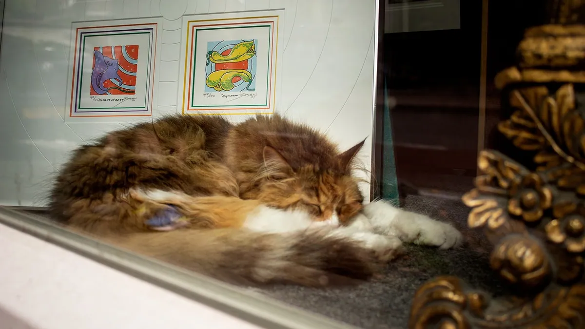 Cat Neutering: What the Procedure Involves and What to Expect