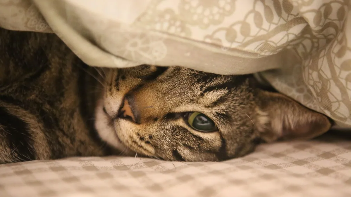 Cat Neuter Recovery Time: What's Normal Day by Day