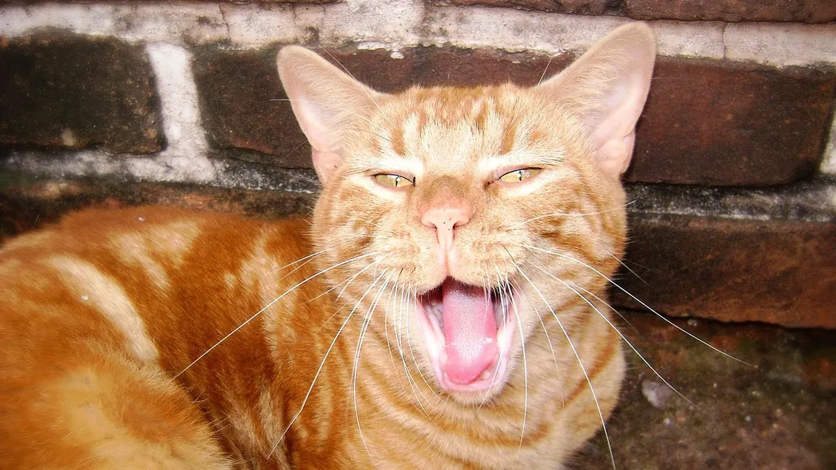 Noisy Breathing in Cats: Causes of Congested Sounds