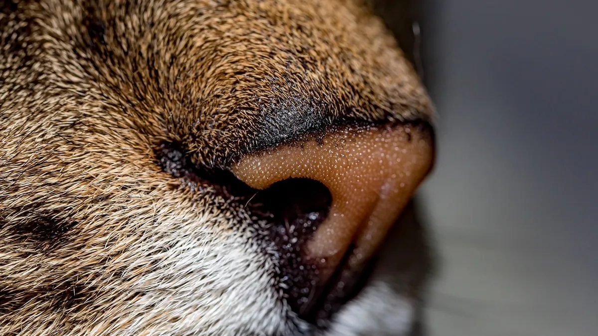 Should a Cat's Nose Be Wet or Dry? What's Normal