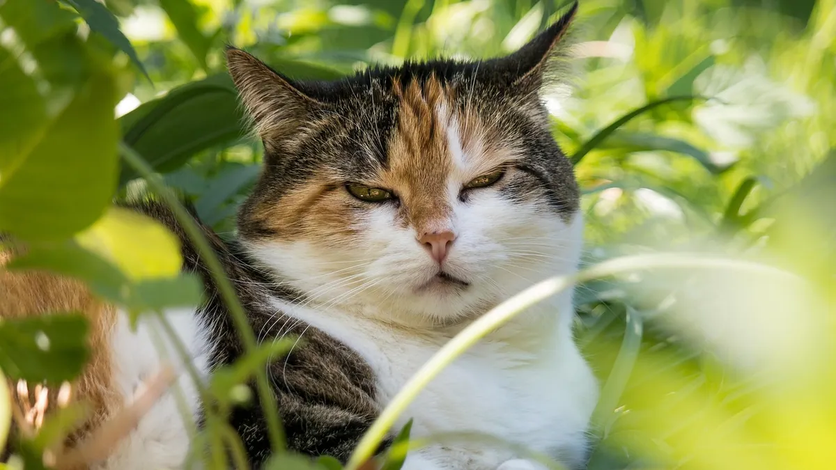 Why Is My Cat Acting Weird but Eating Normally?