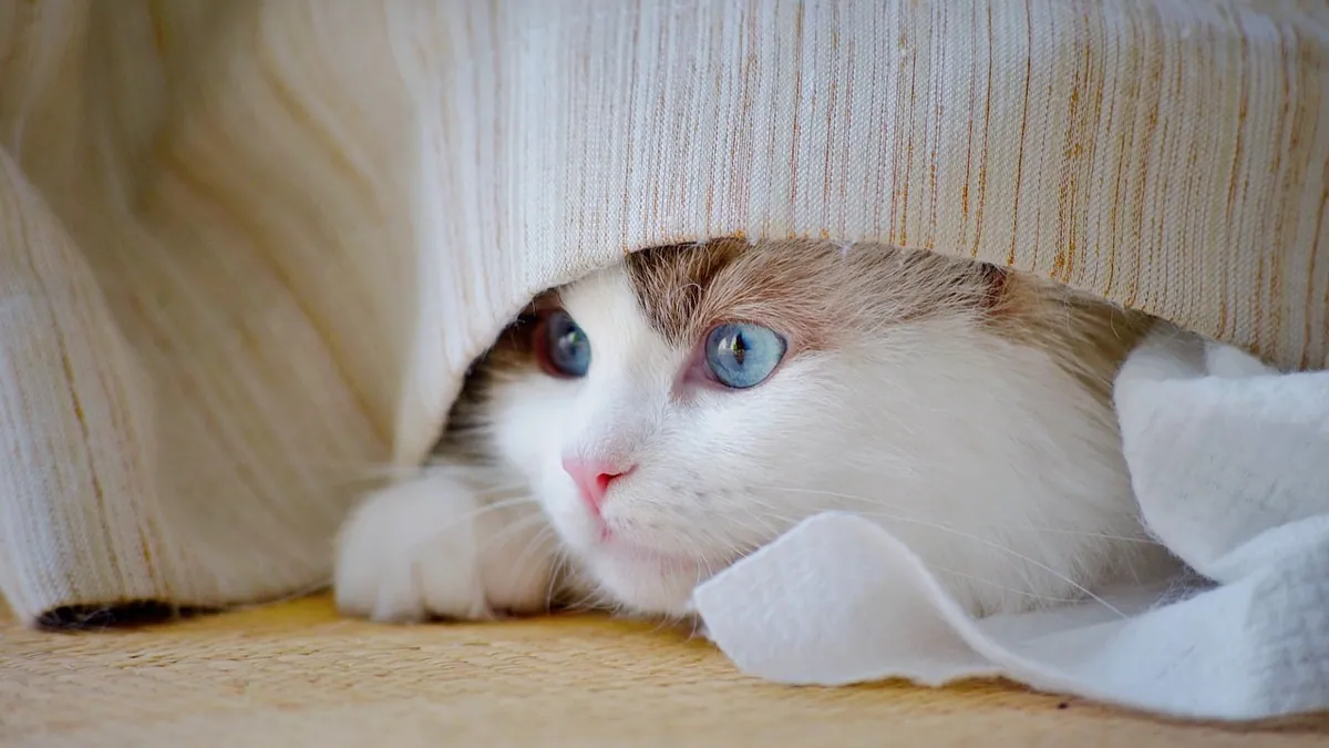 Cat Not Adjusting to a New Home: How to Help