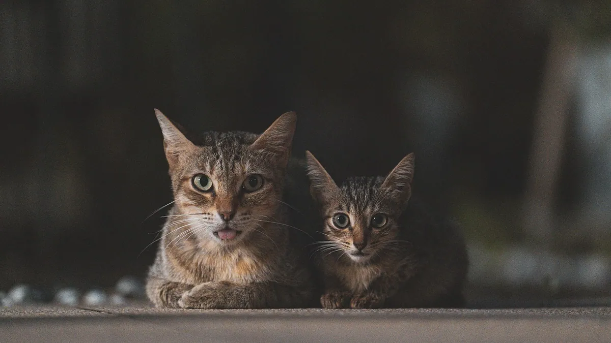 Cat Not Adjusting to a New Kitten: Steps That Work