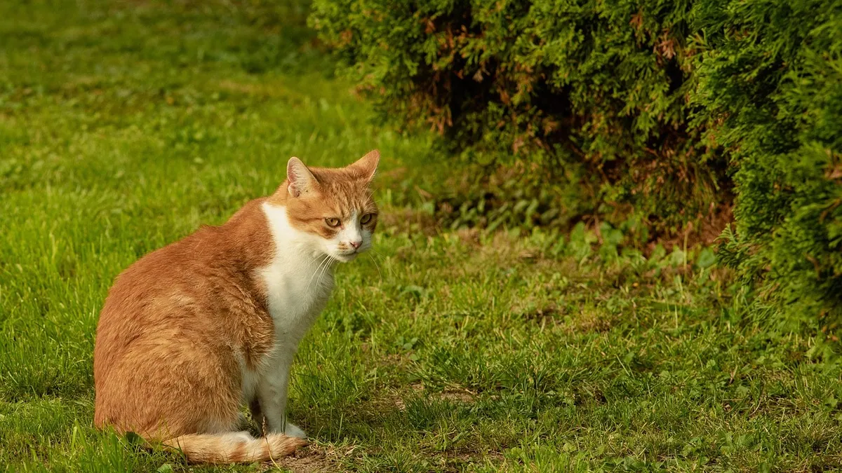 Cat Not Affectionate? Understanding Feline Personality