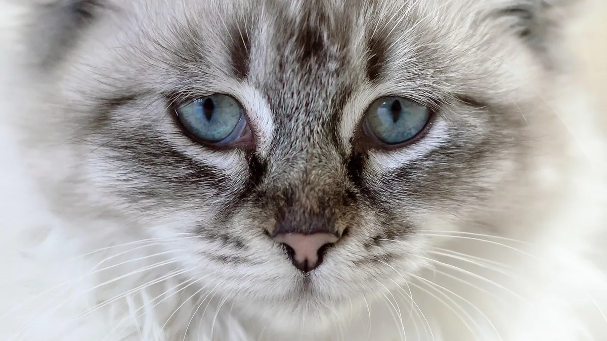 Cat Not Blinking: Causes and When It's an Emergency