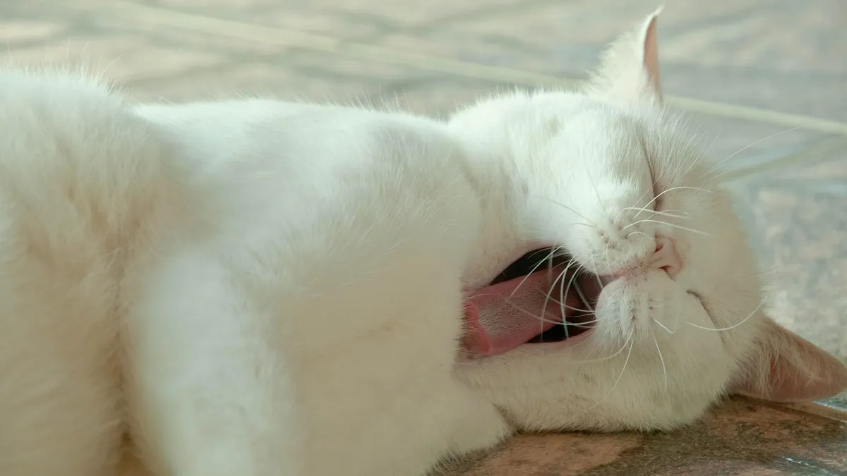 Cat Breathing Through the Mouth or Blocked Nose: What to Do