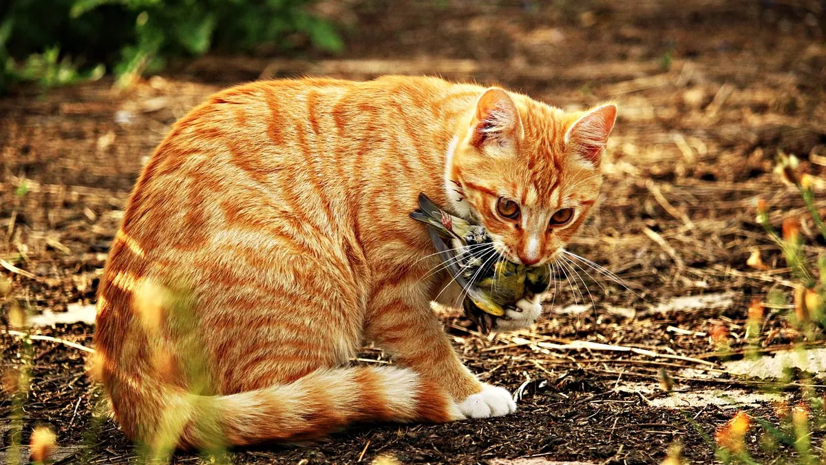 Cat Not Chewing Dry Food: Causes and What to Do